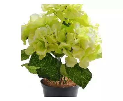 Гортензия Верена желтая