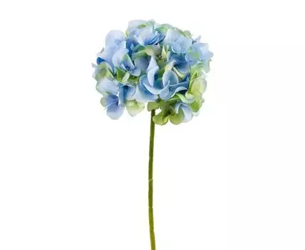 Гортензия зелено-голубая (48, Голубой)