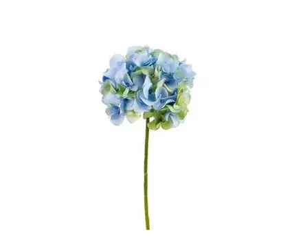 Гортензия зелено-голубая (Голубой)