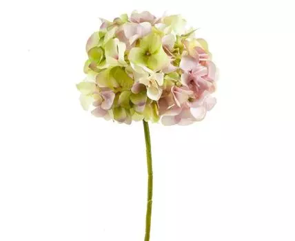 Гортензия зелёно-розовая (50, зеленый, розовый)