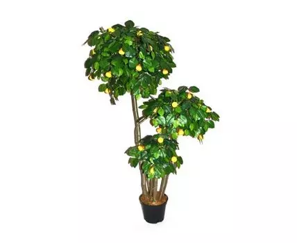 Груша Антония