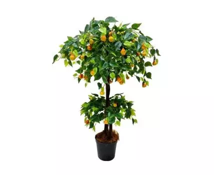 Груша Марта