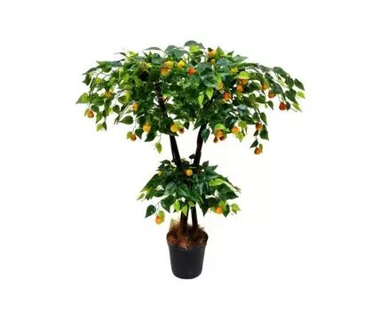 Груша Мелани