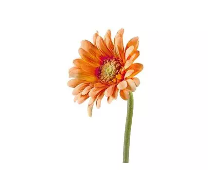 ХХХГербера