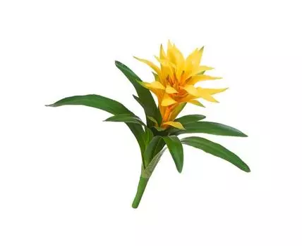 ХХХГусмания желтая большая