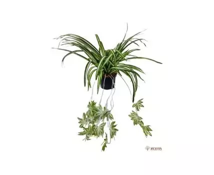 Хлорофитум Хич