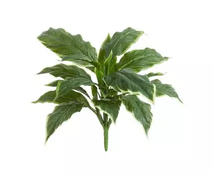 Хоста Соу Свит