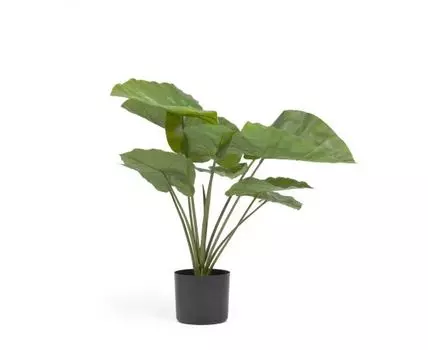 Искусственное растение Alocasia пахучая с черным горшком 57 см
