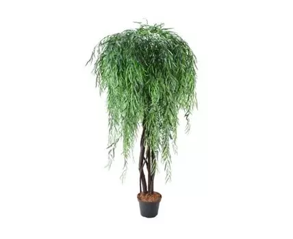 Ива плакучая Никси