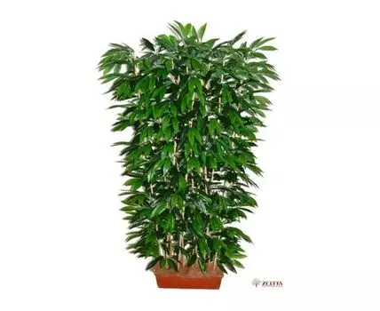 Элемент декора Оберон