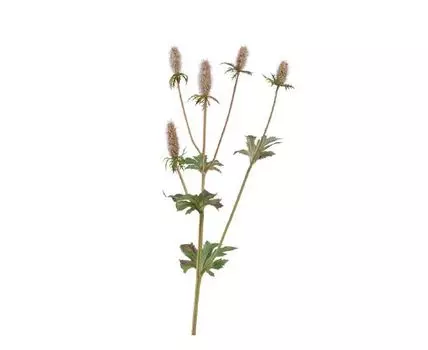 Эрингиум Элегант