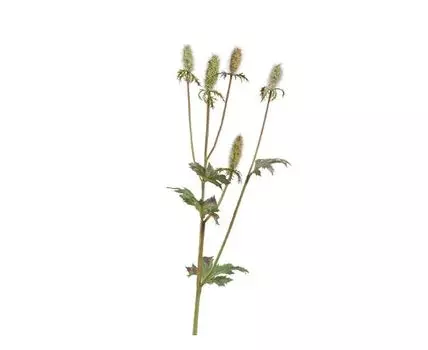 Эрингиум Элегант