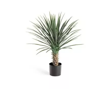 Юкка Рострата куст 80 см 2/2