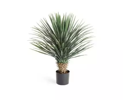 Юкка Рострата куст Де Люкс