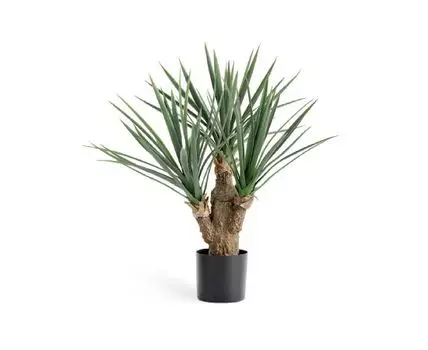 Юкка Рострата Мини 70 см 3 ствола 2/2