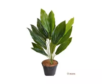 Каладиум Джефри Latex