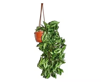 Каладиум Лэнд