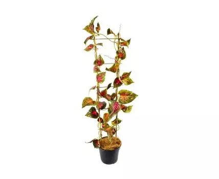 Каладиум Рэддис