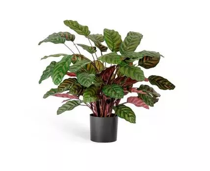 Калатея крупнолистная