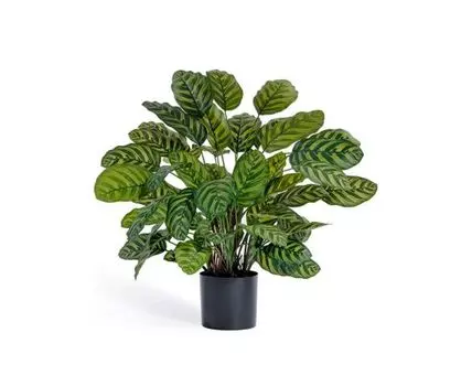 Калатея крупнолистная