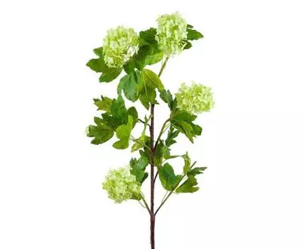 Калина Бульденеж (130, Зеленый)