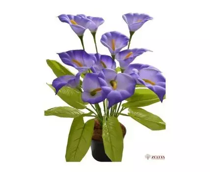 Калла Нинель синяя