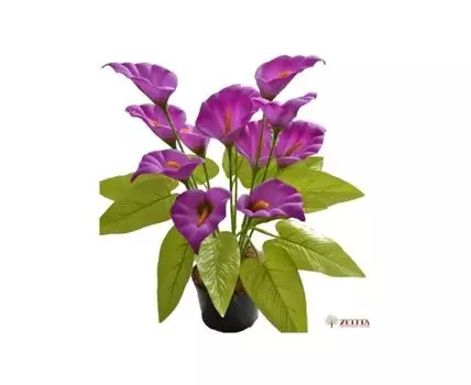 Калла Нинель сиреневая