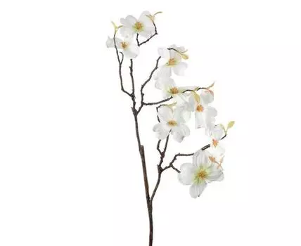 Камелия белая (80, Белый)