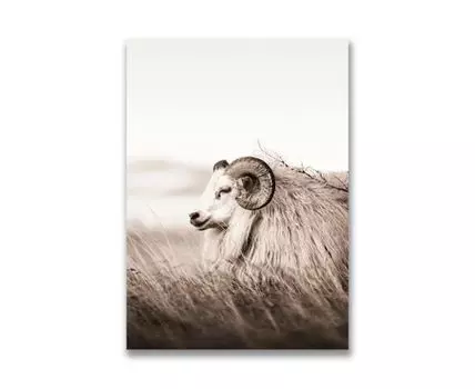 Картина на холсте Исландская овца