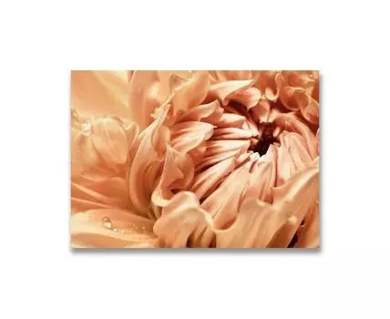 Картина на холсте Кремовая астра