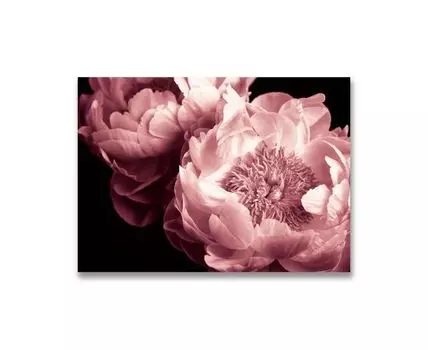 Картина на холсте Розовые пионы №2