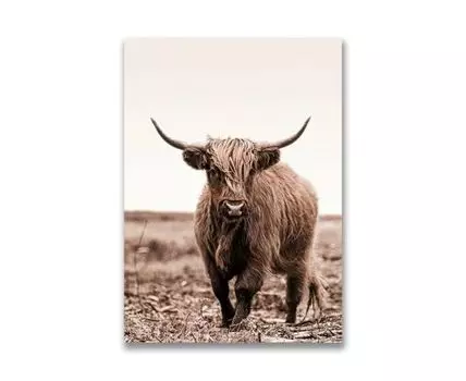 Картина на холсте Шотландский бык №3