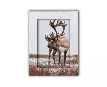Картина Олень