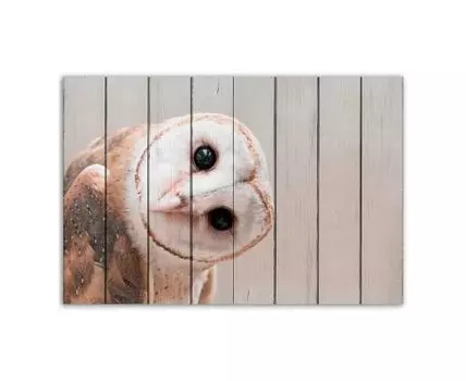 Картина Сова