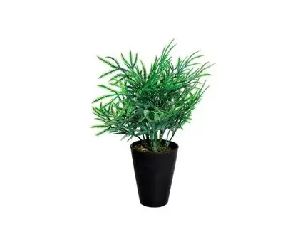 Кипарисовик в горшочке (Зеленый)