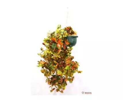 Клен осенний №2