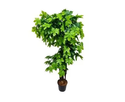 Клен Унджер