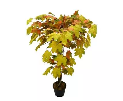 Клён Тайгер