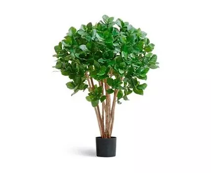 Клузия древовидная куст