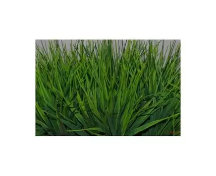 Композиция из травки Фейка