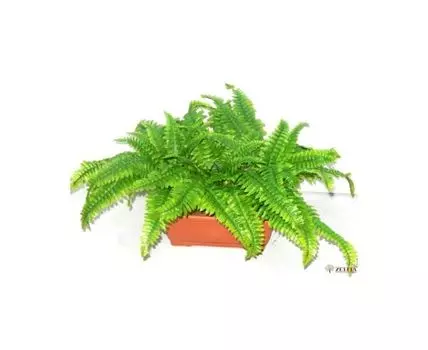 Композиция Керфер