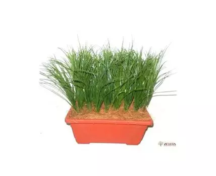 Композиция Ливви