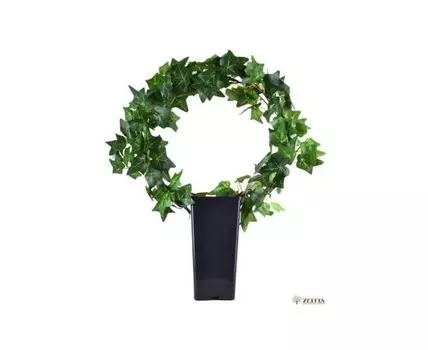 Композиция Плющ