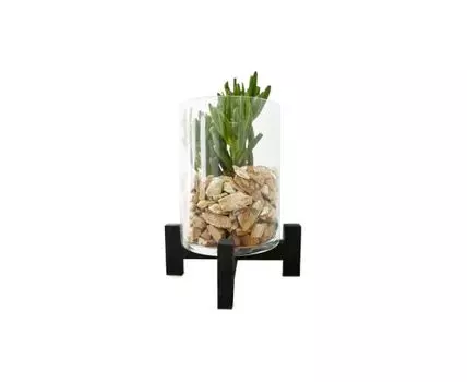 Крассула Хобит в стеклянном кашпо (бежевый, зеленый)