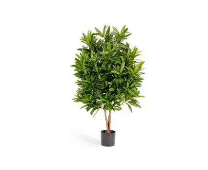 Кротон Голдфингер 105 см 2/2