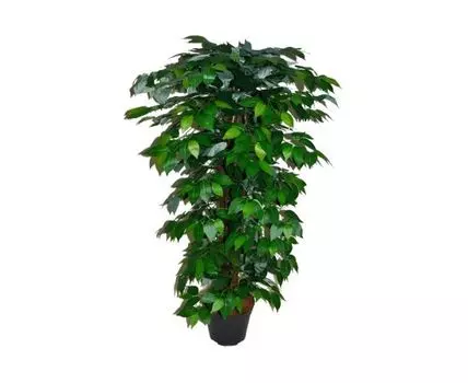 Куст фикуса Мажор