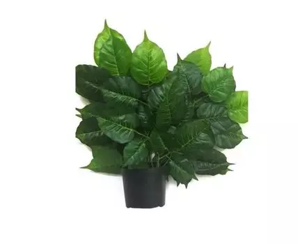 Куст фикуса Олли