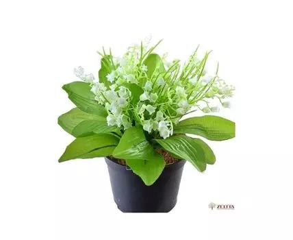 Ландыши весенние