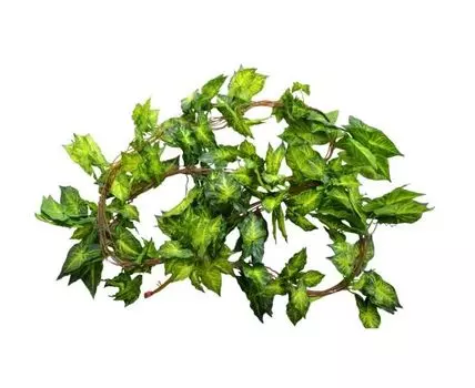 Лиана Каладиум