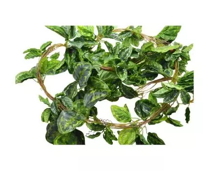 Лиана Калатея